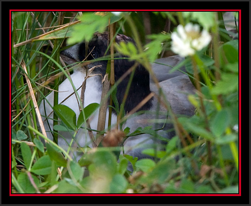 Common Tern - Matinicus Rock