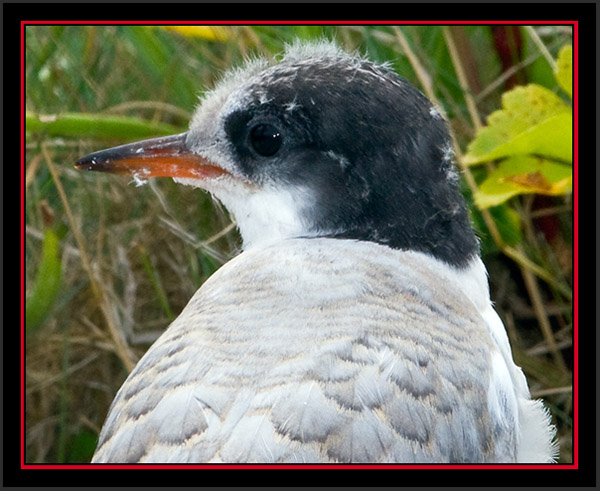 Arctic Tern Fledling - Matinicus Rock - Maine Coastal Islands National Wildlife Refuge