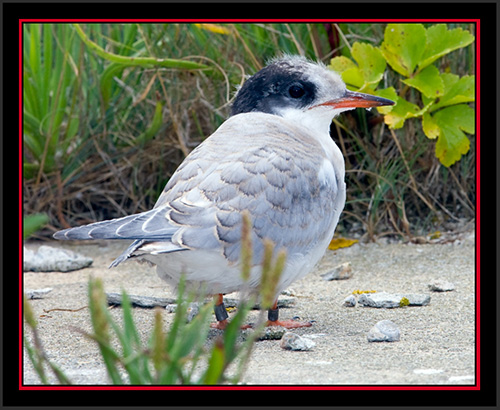 Arctic Tern Fledgling - Matinicus Rock