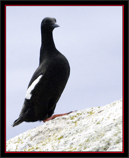 Black Guillemot - Matinicus Rock