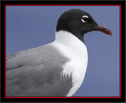 Laughing Gull - Matinicus Rock