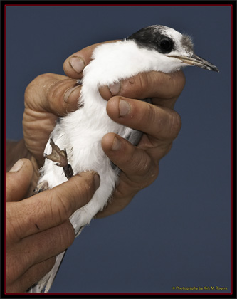 Tern Chick  - Matinicus Rock