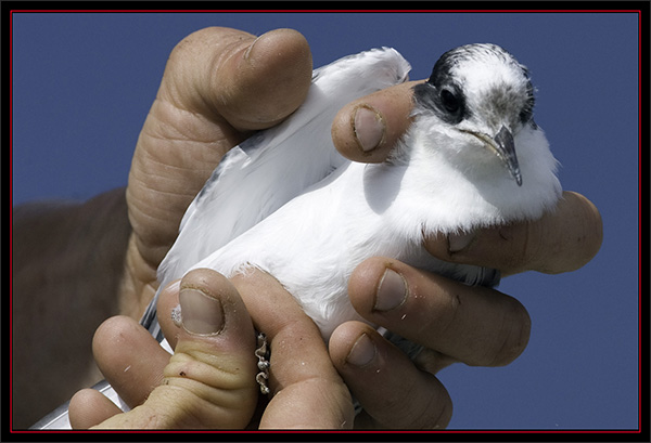 Tern Chick - Matinicus Rock