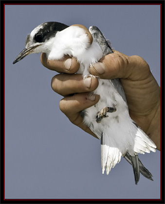 Tern Chick - Matinicus Rock