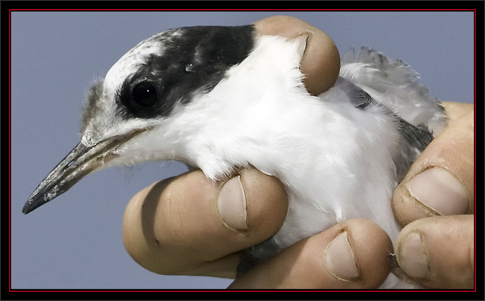 Tern Chick in Hand - Matinicus Rock