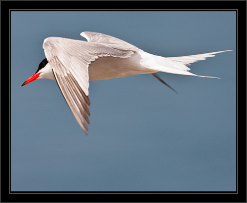 Common Tern in Flight - Matinicus Rock