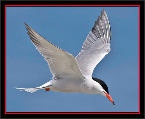 Common Tern in Flight - Matinicus Rock