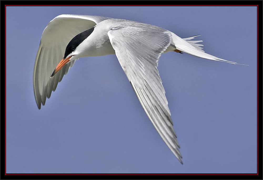 Common Tern - Matinicus Rock - Maine Coastal Islands National WIldlife Refuge