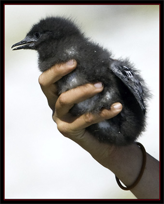 Black Guillemot Chick - Matinicus Rock