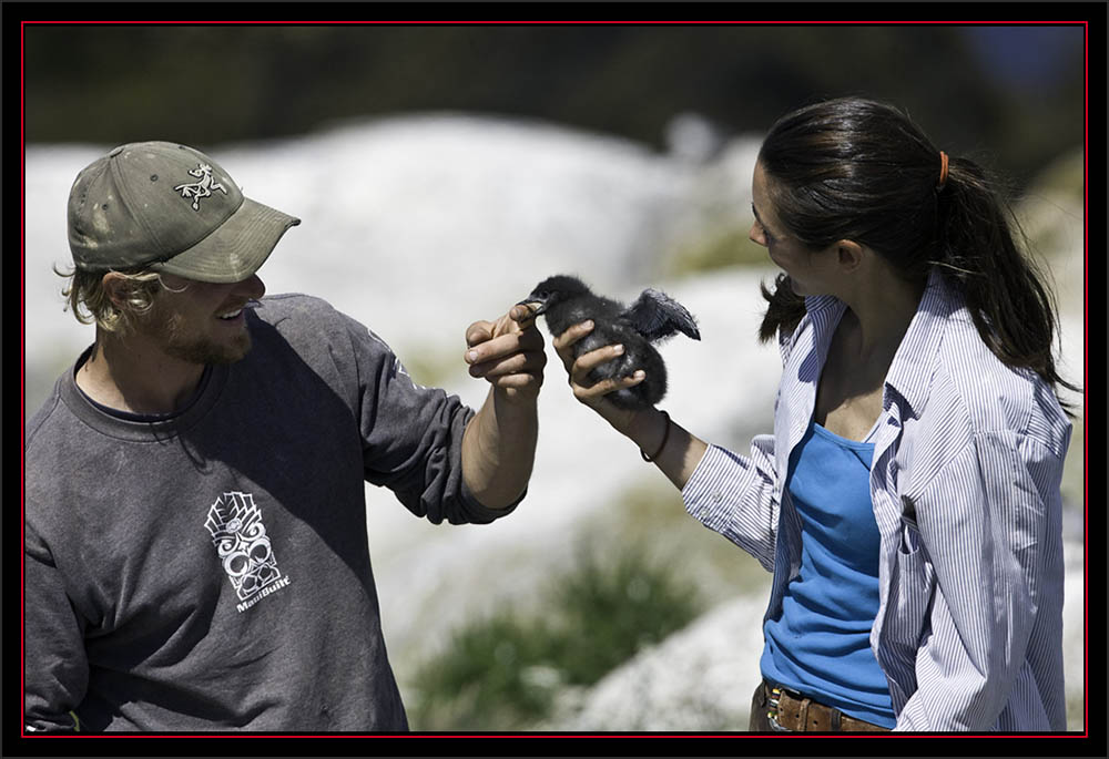 Nathan & Caroline with Black Guillemot Chick - Matinicus Rock