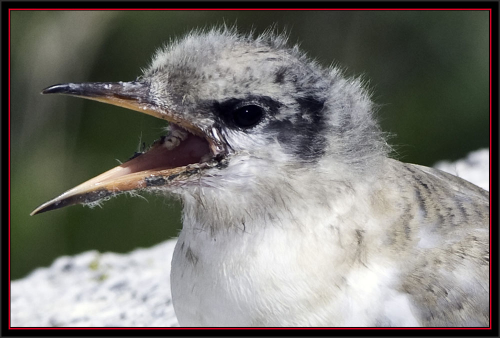 Arctic Tern Fledgling - Matinicus Rock