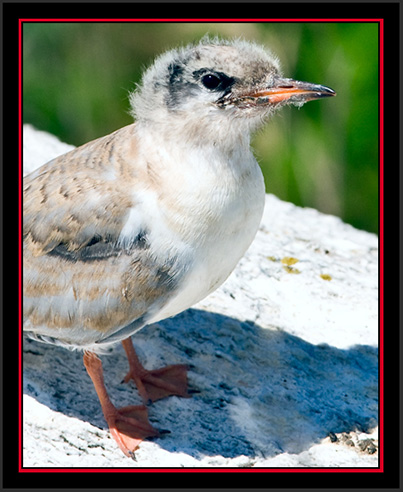 Arctic Tern - Matinicus Rock