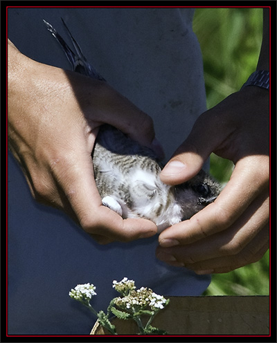 Tern Chick - Matinicus Rock