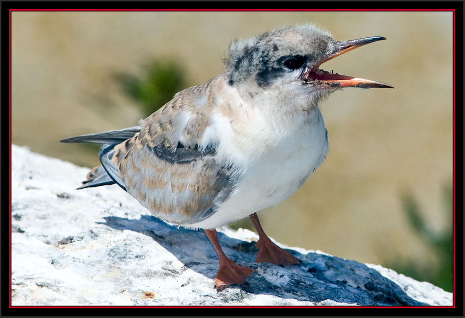 Arctic Tern Fledgling - Matinicus Rock