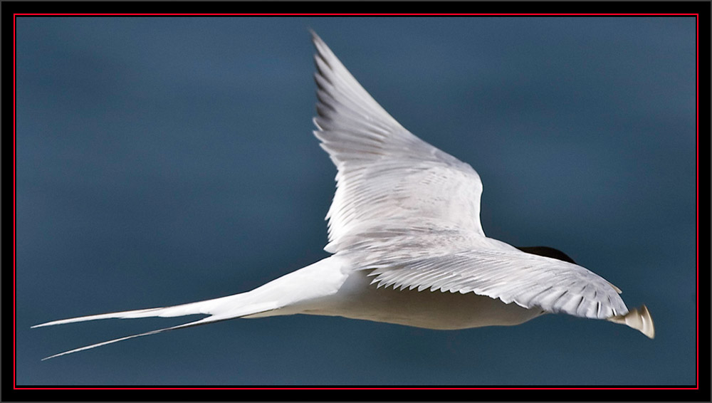 Common Tern - Matinicus Rock - Maine Coastal Islands National WIldlife Refuge