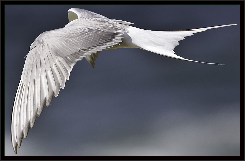 Common Tern Flyby - Matinicus Rock