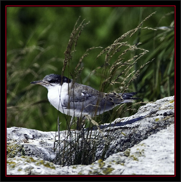 Arctic Tern Fledling - Matinicus Rock - Maine Coastal Islands National Wildlife Refuge