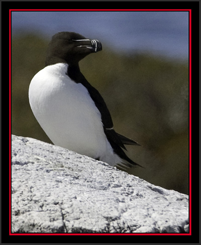 Razorbill - Matinicus Rock