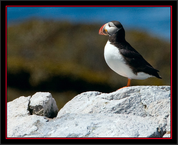 Atlantic Puffin - Matinicus Rock