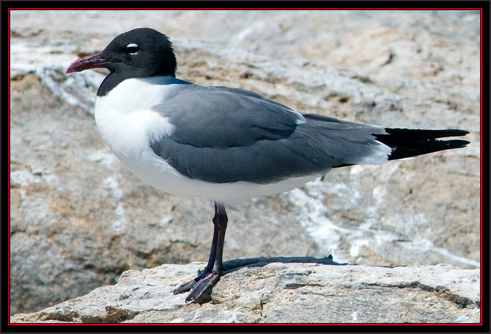 Laughing Gull - Matinicus Rock