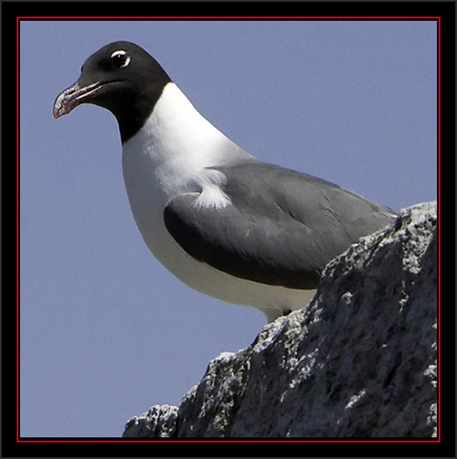 Laughing Gull Observing the Work - Matinicus Rock