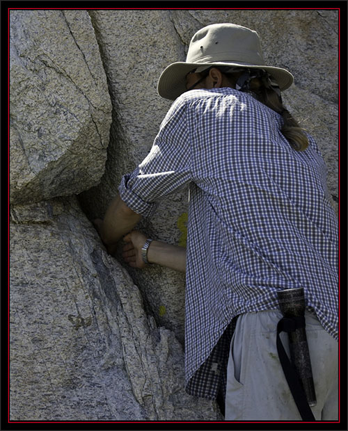 David Vonk Extricating a Chick from the Ledge - Matinicus Rock