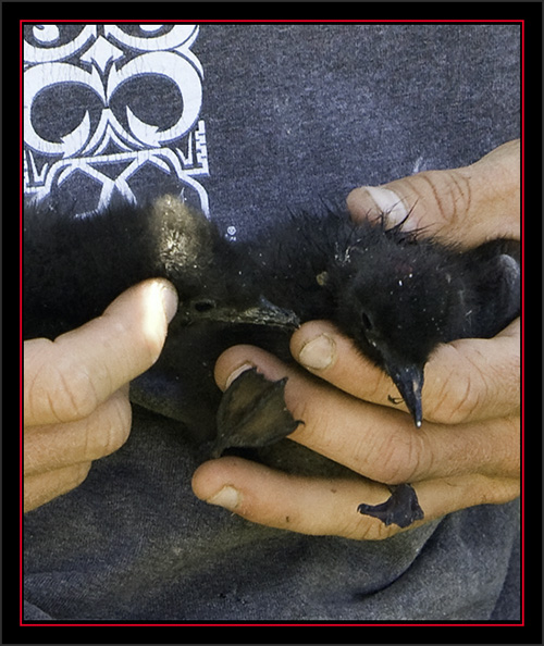 Black Guillemot Chicks - Matinicus Rock