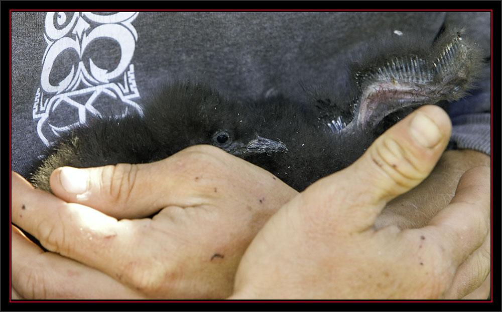 Nathan with a Pair of Black Guillemot Chicks  - Matinicus Rock