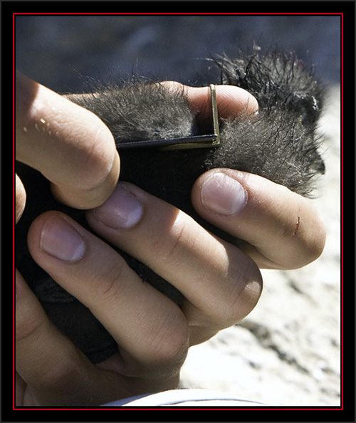 Measuring a Black Guillemot Chick - Matinicus Rock