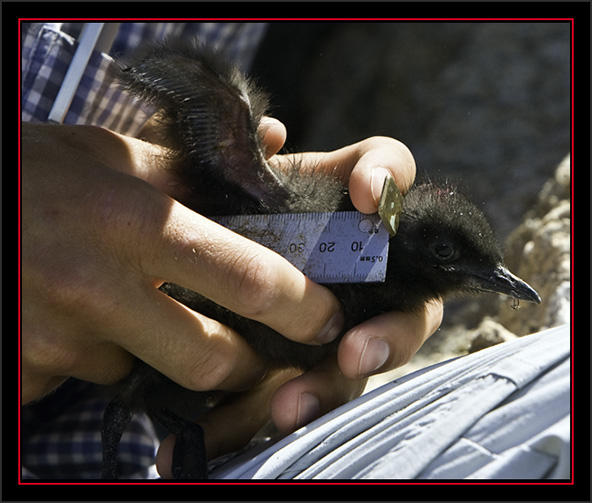 David Measuring a Black Guillemot Chick - Matinicus Rock