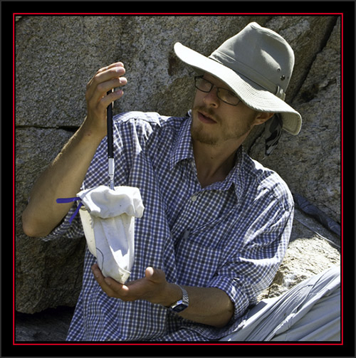 David Weighing a Black Guillemot Chick - Matinicus Rock