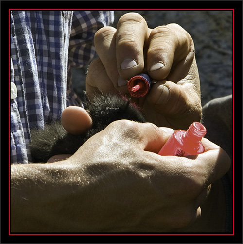 Marking a Black Guillemot Chick - Matinicus Rock