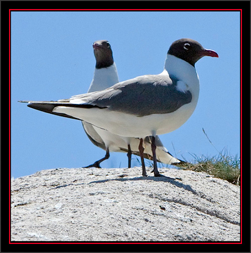 Laughing Gulls - Matinicus Rock