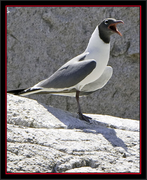 Laughing Gull Squawking- Matinicus Rock