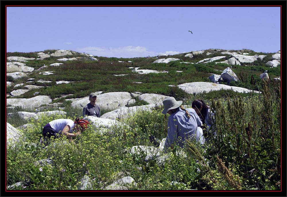 The Audubon Crew Working in the Field  - Matinicus Rock