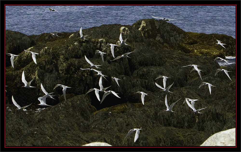 Tern Flight - Matinicus Rock