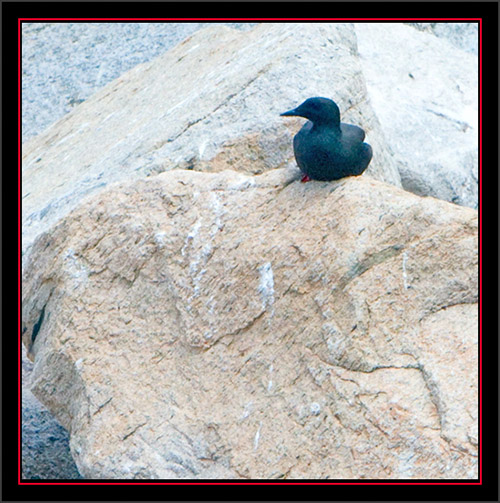 Black Guillemot - Matinicus Rock