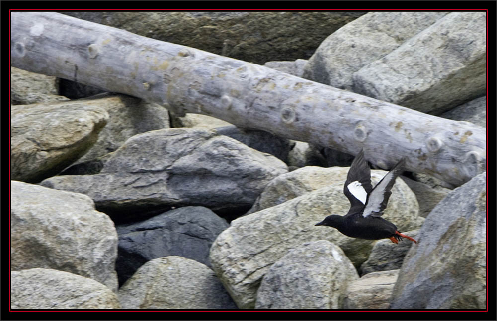 Black Guillemot Adult - Matinicus Rock