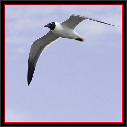 Laughing Gull - Matinicus Rock - Maine Coastal Islands National Wildlife Refuge