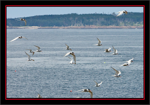 Terns & More Terns - Matinicus Rock