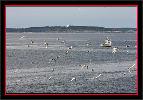 Terns & More Terns - Matinicus Rock