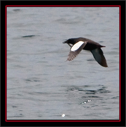 Black Guillemot with Rock Eel - Matinicus Rock