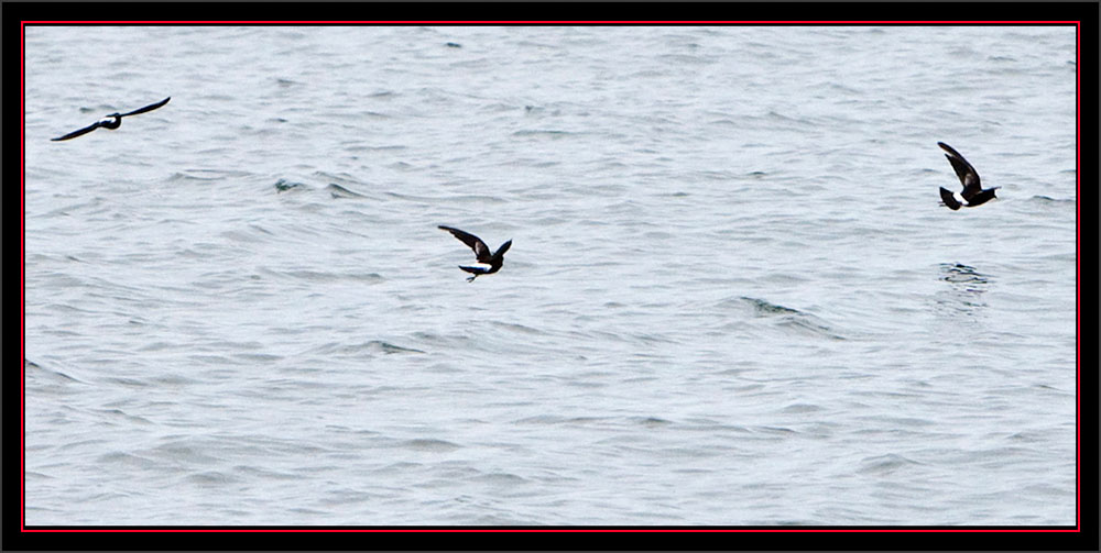 Wilson's Storm-Petrels