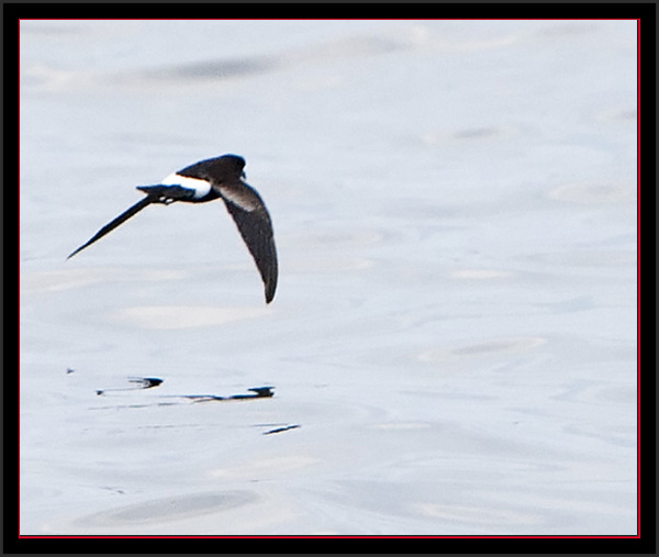 Wilson's Storm-Petrel