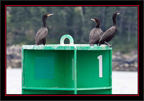 Double-crested Cormorants