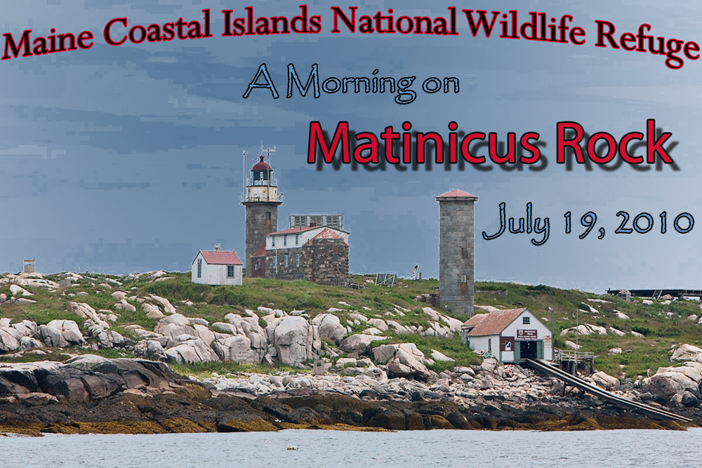 Photography from Matinicus Rock - Maine Coastal Islands National Wildlife Refuge