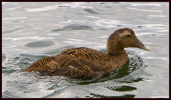 Common Eider