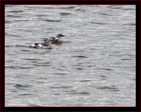 Black Guillemots