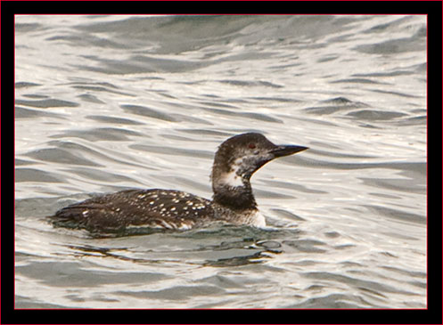 Common Loon