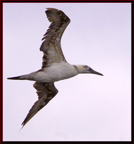 Northen Gannet in Flight